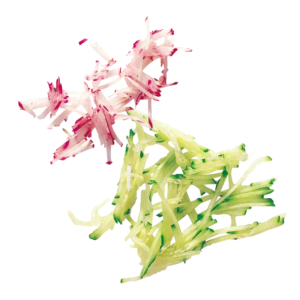 Dischi Bastoncini - Julienne Robot-Coupe Per R101XL / R201XL / R211XL / R301 / R301Ultra / R 401 / CL20