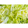 Disque à Râper 3 mm pour Coupe-Légumes Electrique - Dynamic